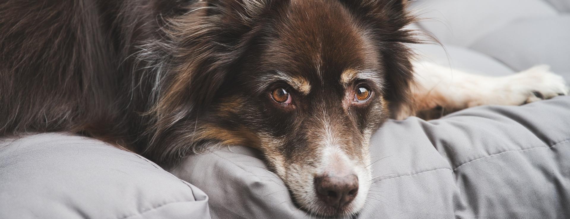 Geschäft Für Hundebedarf -Geschäft Für Hundebedarf australian shepherd 6556697 1920