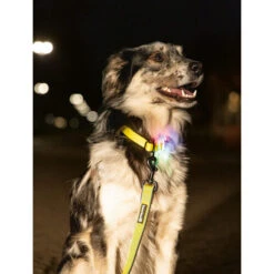 Beeztees Safety Gear Parinca Premium Halsband -Geschäft Für Hundebedarf beeztees safety gear parinca premium halsband 215003 0500 none