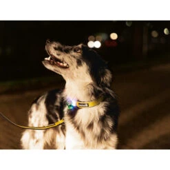 Beeztees Safety Gear Parinca Premium Halsband -Geschäft Für Hundebedarf beeztees safety gear parinca premium halsband 215015 0500 none