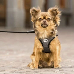 Curli Vest Harness Merino -Geschäft Für Hundebedarf curli vest harness merino black 175270 0500 none