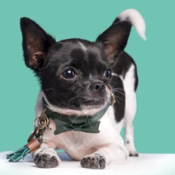 DWAM Halsband Bowie -Geschäft Für Hundebedarf dwam bowie halsband 186562 0500 none