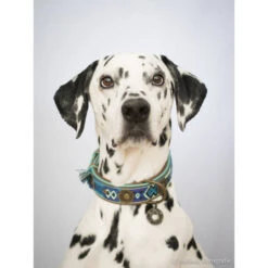 DWAM Halsband Boho Juan 6 DWAM Halsband Boho Juan -Geschäft Für Hundebedarf dwam halsband boho juan 132080 0500 none