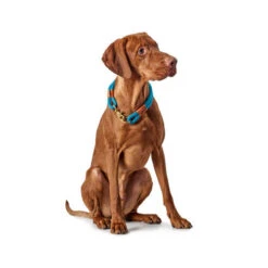 Hunter Halsband Oss -Geschäft Für Hundebedarf hunter halsband oss 116343 0500 none