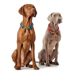 Hunter Halsband Oss -Geschäft Für Hundebedarf hunter halsband oss 146099 0500 none