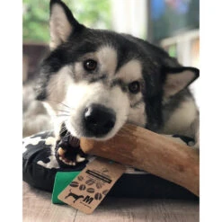 I&I Pet Supplies Kaffeebaum Kauwurzel -Geschäft Für Hundebedarf ii pet supplies koffieboom kauw wortel 129623 0500 none