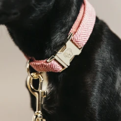 Kentucky Dogwear Hundehalsband Wool 26 Kentucky Dogwear Hundehalsband Wool -Geschäft Für Hundebedarf kentucky dogwear hondenhalsband wool 219711 0500 none