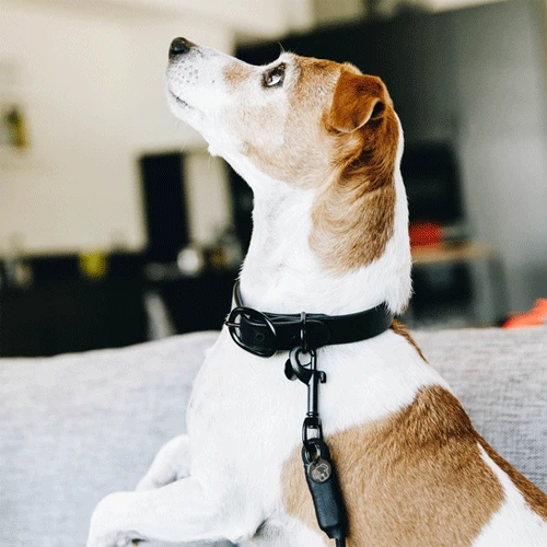 Kentucky Dogwear Soft Rubber Hundehalsband 2 Kentucky Dogwear Soft Rubber Hundehalsband – Bild 2