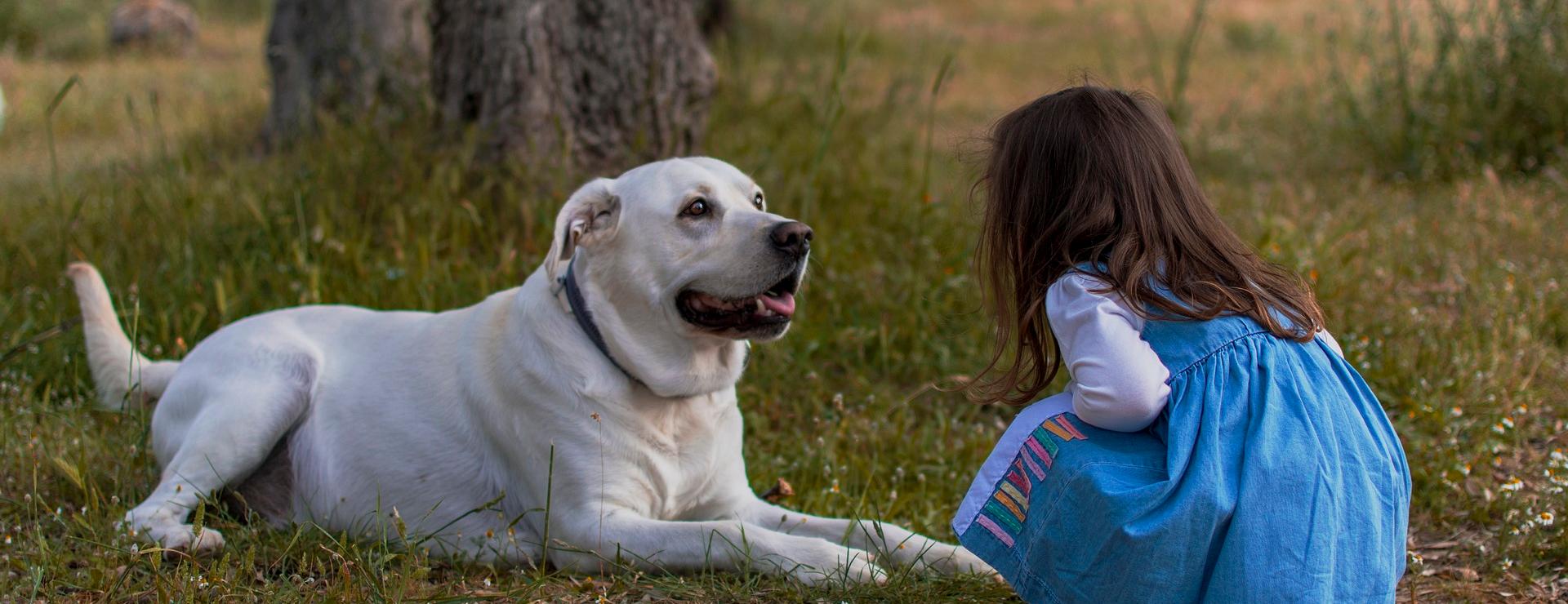 Geschäft Für Hundebedarf -Geschäft Für Hundebedarf kid 5718703 1920