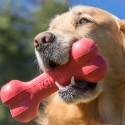 KONG Goodie Bone 6 KONG Goodie Bone -Geschäft Für Hundebedarf kong goodie bone 194186 0500 none