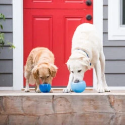 Planet Dog Orbee-Tuff Lil’ Snoop Toy -Geschäft Für Hundebedarf orbee tuff lil snoop toy 203408 0500 none