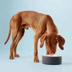 PAIKKA Cool Bowl -Geschäft Für Hundebedarf paikka cool bowl 217839 0500 none