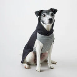 PAIKKA Recovery Winter Shirt -Geschäft Für Hundebedarf paikka recovery winter shirt 217786 0500 none