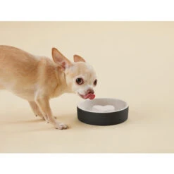 PAIKKA Slow Feed Bowl -Geschäft Für Hundebedarf paikka slow feed bowl 217877 0500 none