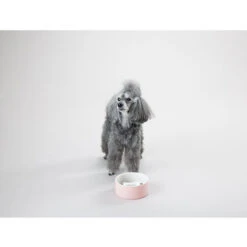 PAIKKA Slow Feed Bowl -Geschäft Für Hundebedarf paikka slow feed bowl 217878 0500 none