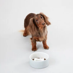 PAIKKA Slow Feed Bowl -Geschäft Für Hundebedarf paikka slow feed bowl 217879 0500 none