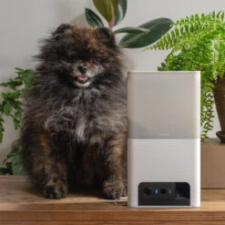 Petcube Bites 2 Lite -Geschäft Für Hundebedarf petcube bites 2 lite 221206 0500 none