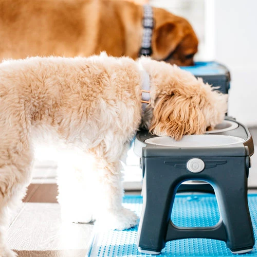 Popware Adjustable Height Pet Feeder 8 Popware Adjustable Height Pet Feeder – Bild 8