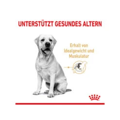 Royal Canin Labrador Retriever Adult 5+ -Geschäft Für Hundebedarf royal canin labrador retriever adult 5 165145 0500 none