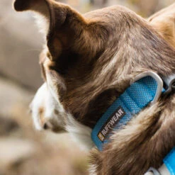 Ruffwear Hi & Light Halsband -Geschäft Für Hundebedarf ruffwear hi light collar 194261 0500 none
