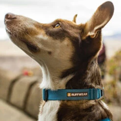 Ruffwear Hi & Light Halsband -Geschäft Für Hundebedarf ruffwear hi light collar 194264 0500 none