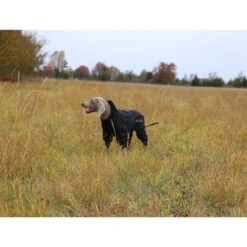 RukkaPets Protect Overall 7 RukkaPets Protect Overall -Geschäft Für Hundebedarf rukkapets protect overall zwart 216401 0500 none