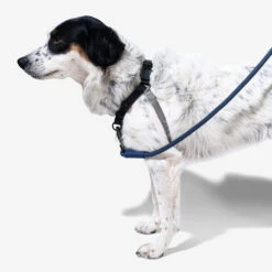 Zee.Dog Soft Walk Harness -Geschäft Für Hundebedarf zeedog soft walk harness 200684 0500 none